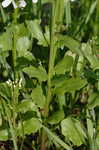 Bulb bittercress